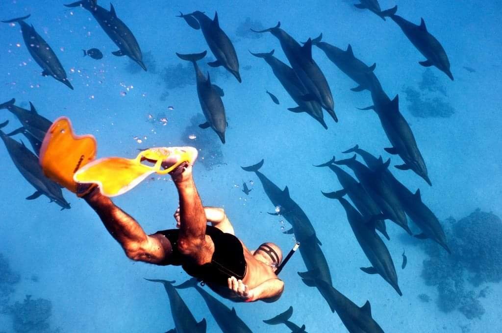 Swimming with Dolphins at Dolphin House (Samadai) from Marsa Alam