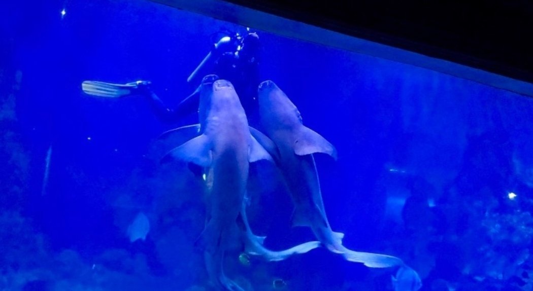 Hurghada Grand Aquarium Entry Ticket