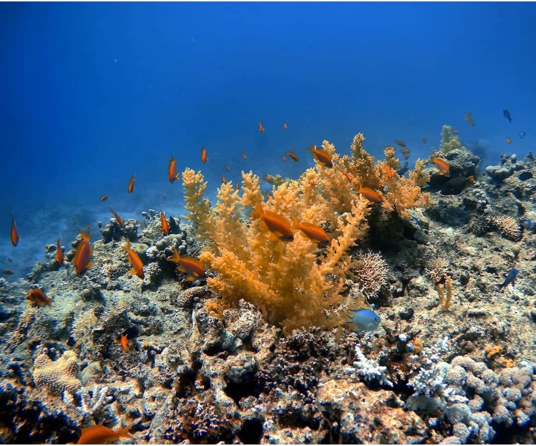 Discover Scuba Diving at Ras Mohammed National Park from Sharm El Sheikh