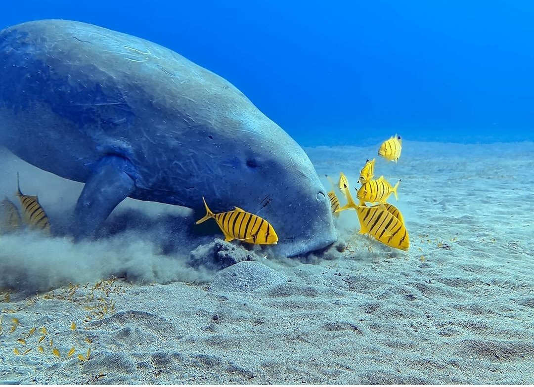 Marsa Alam Excursions