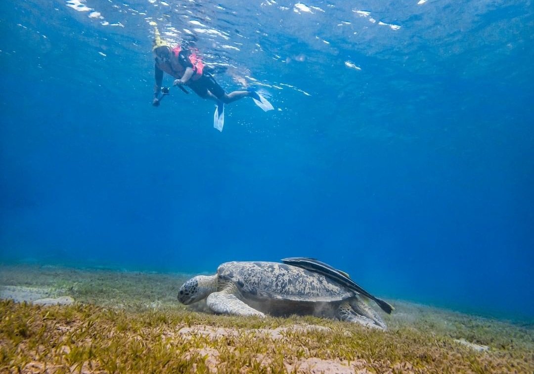 Abu Dabbab Turtle Snorkeling Tour from Hurghada
